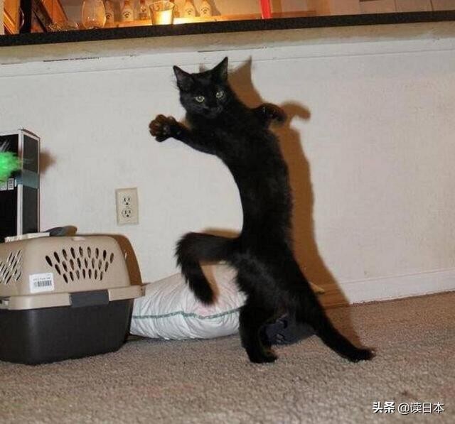 史上最奇葩的手办带你吃瓜（日本小哥研发沙雕手办爆红）(52)