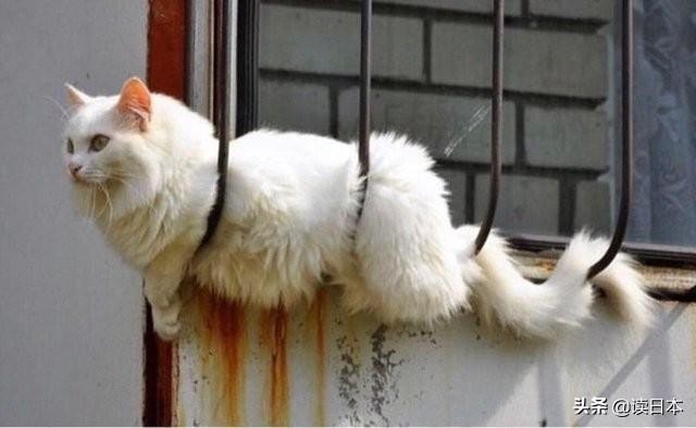 史上最奇葩的手办带你吃瓜（日本小哥研发沙雕手办爆红）(40)