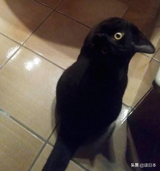 史上最奇葩的手办带你吃瓜（日本小哥研发沙雕手办爆红）(65)