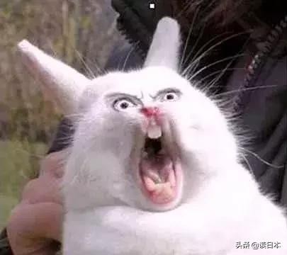 史上最奇葩的手办带你吃瓜（日本小哥研发沙雕手办爆红）(72)