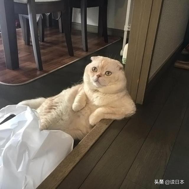 史上最奇葩的手办带你吃瓜（日本小哥研发沙雕手办爆红）(34)