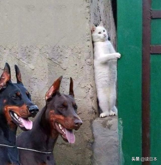 史上最奇葩的手办带你吃瓜（日本小哥研发沙雕手办爆红）(44)