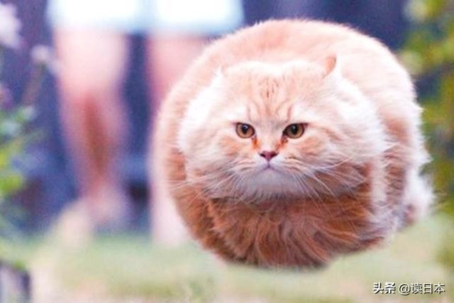 史上最奇葩的手办带你吃瓜（日本小哥研发沙雕手办爆红）(14)