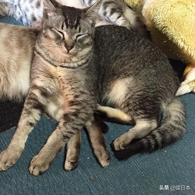 史上最奇葩的手办带你吃瓜（日本小哥研发沙雕手办爆红）(22)