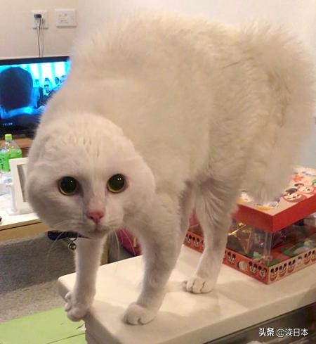 史上最奇葩的手办带你吃瓜（日本小哥研发沙雕手办爆红）(20)