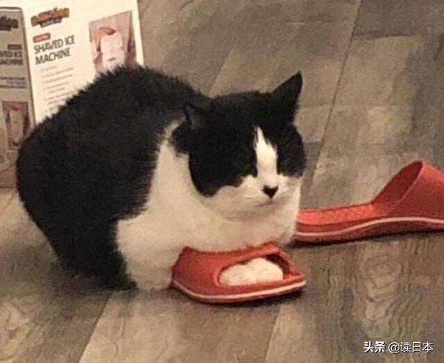 史上最奇葩的手办带你吃瓜（日本小哥研发沙雕手办爆红）(28)