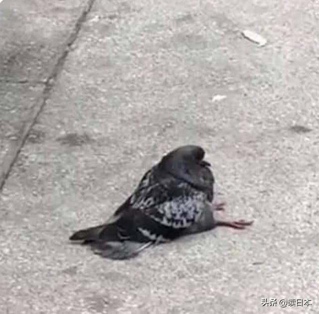 史上最奇葩的手办带你吃瓜（日本小哥研发沙雕手办爆红）(61)