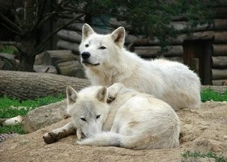 南极除了企鹅竟还有这样霸气的野狼:南极狼