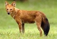 南极除了企鹅竟还有这样霸气的野狼:南极狼