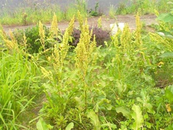 街边买的“状元花”，结果在农村随处可见，还可治便秘、烫伤……