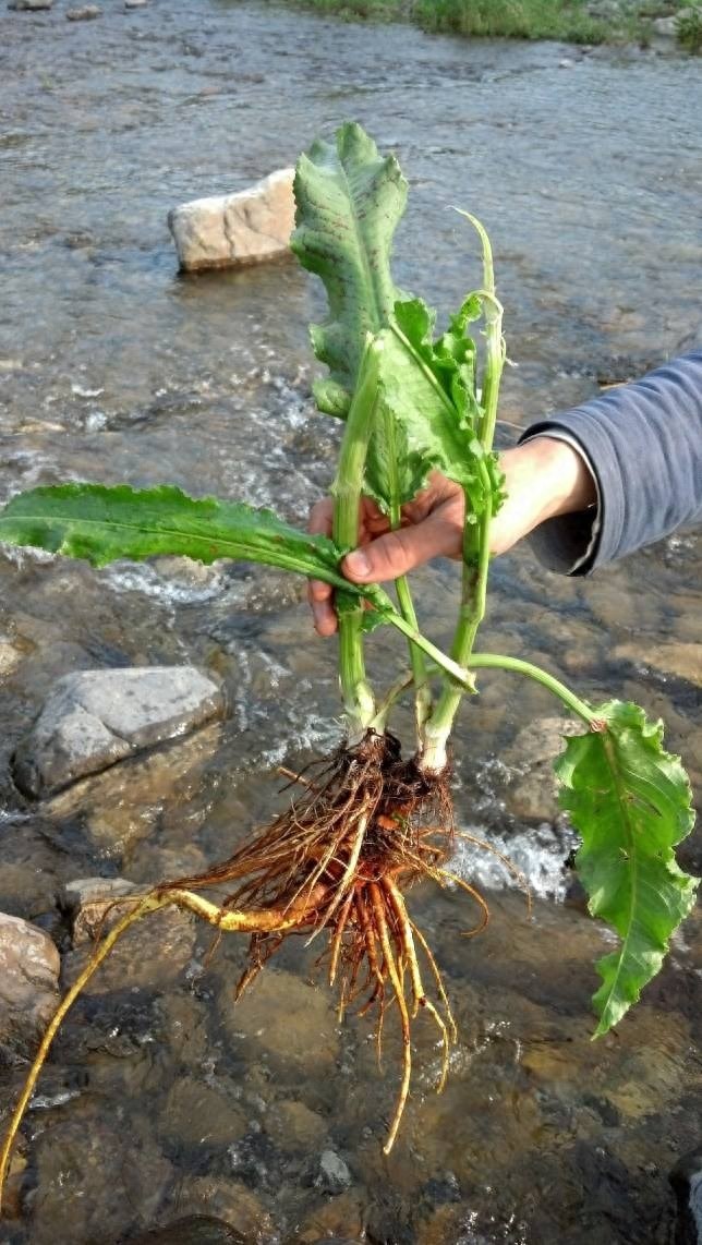 街边买的“状元花”，结果在农村随处可见，还可治便秘、烫伤……