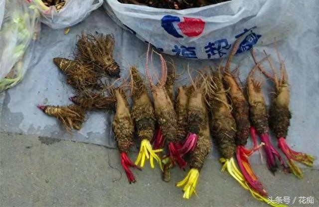 街边买的“状元花”，结果在农村随处可见，还可治便秘、烫伤……