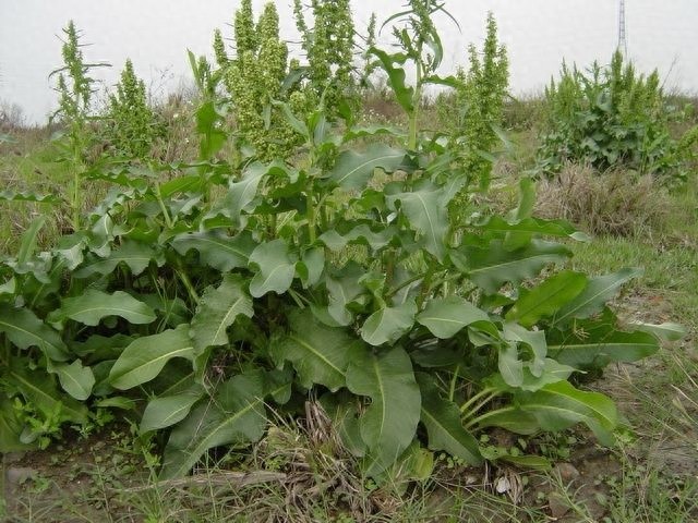 街边买的“状元花”，结果在农村随处可见，还可治便秘、烫伤……