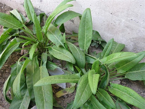 街边买的“状元花”，结果在农村随处可见，还可治便秘、烫伤……