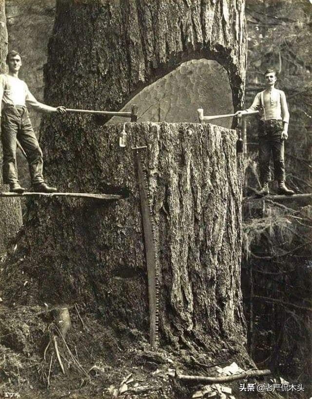 世界上最高大树屋（参天巨木垒成世界最大木屋）(5)