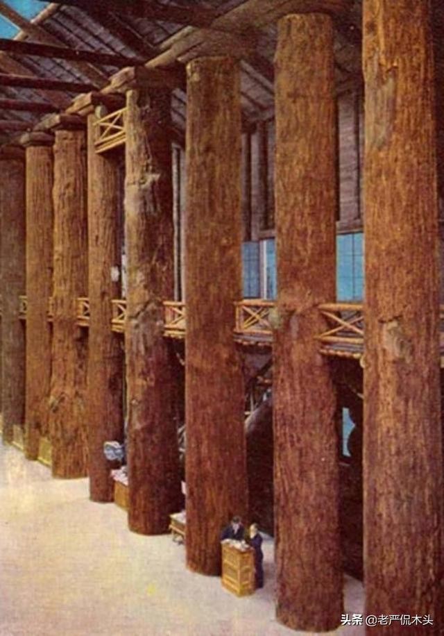 世界上最高大树屋（参天巨木垒成世界最大木屋）(15)