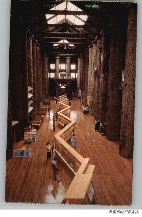 世界上最高大树屋（参天巨木垒成世界最大木屋）(17)