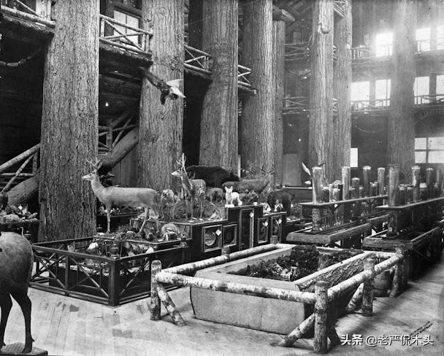 世界上最高大树屋（参天巨木垒成世界最大木屋）(10)