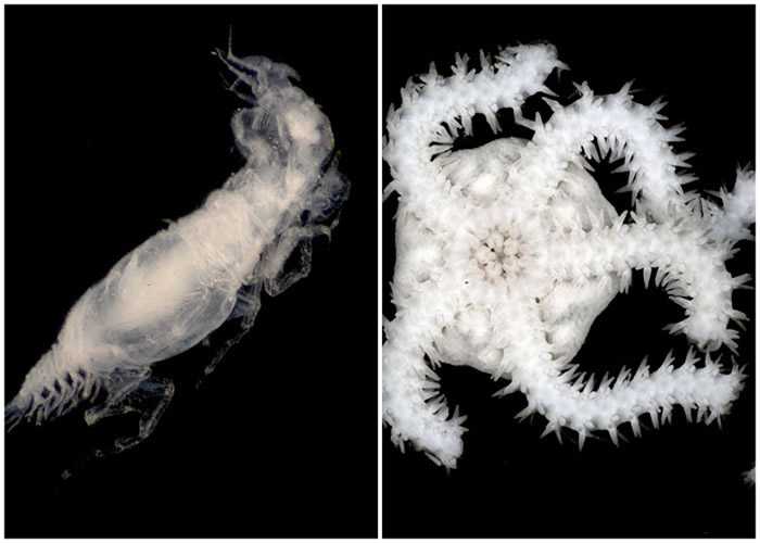 研究员漂白生物,以拍摄样本。