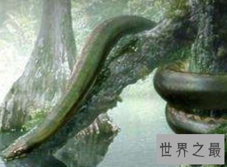 泰坦巨蟒能吃半吨重的钝鼻鳄和3米的肺鱼