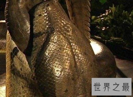 泰坦巨蟒能吃半吨重的钝鼻鳄和3米的肺鱼