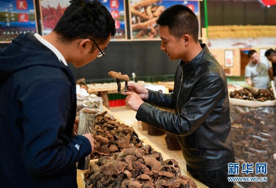 西藏林芝人工栽培白灵芝初获成效