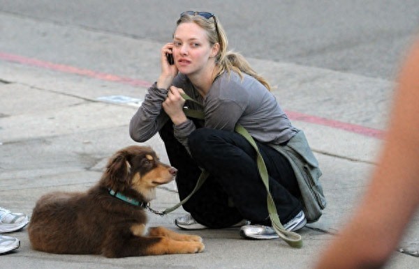 好莱坞四小花旦之一阿曼达街头跟宠物秀的一手好恩爱