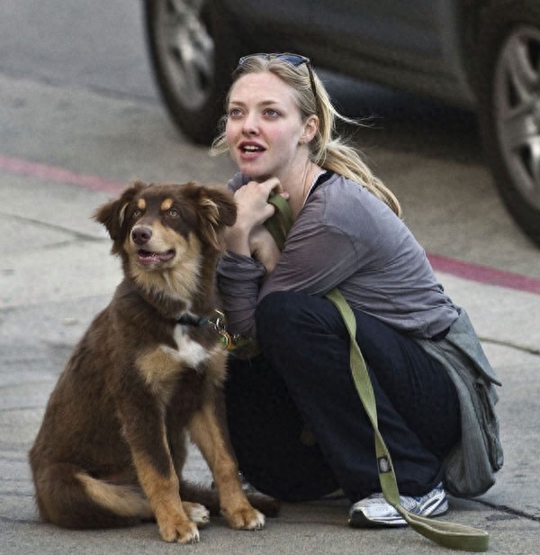 好莱坞四小花旦之一阿曼达街头跟宠物秀的一手好恩爱