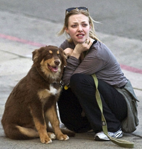 好莱坞四小花旦之一阿曼达街头跟宠物秀的一手好恩爱