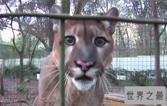 世界珍稀动物排行榜 排名第一的白犀牛有40多名人员守护