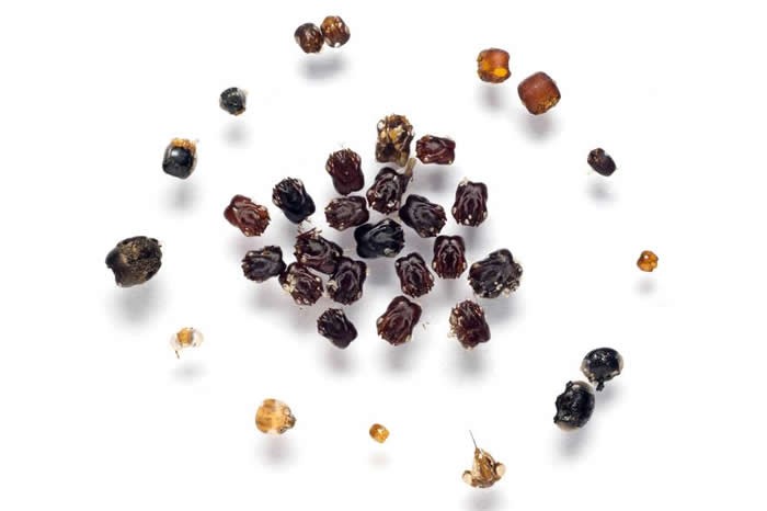 耐人寻味的是，佛罗里达蚁似乎偏爱击倒体型稍大、身怀凶残大颚与强力螫针的数种锯针蚁。 PHOTOGRAPH BY ADRIAN SMITH