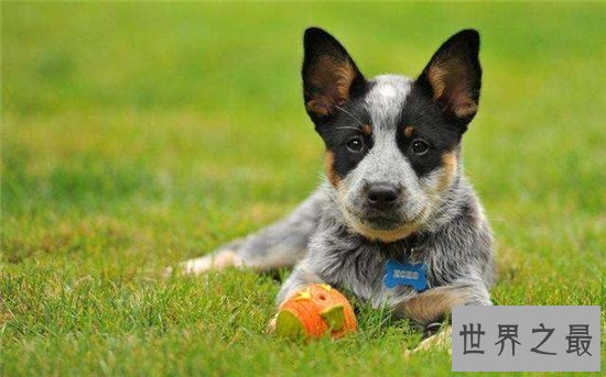 最聪明的狗前十名，边境牧羊犬智商相当于八岁孩子