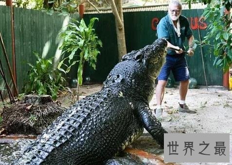 世界上最大的鳄鱼Top10，第一大鳄鱼Kalia两千斤重！