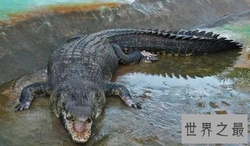 世界上最大的鳄鱼Top10，第一大鳄鱼Kalia两千斤重！