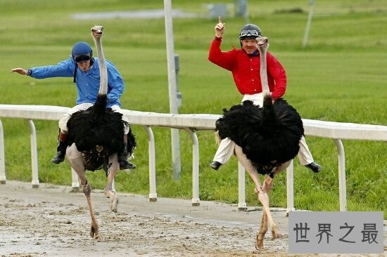 世界上最大的鸟，常见普通到你都想不到！