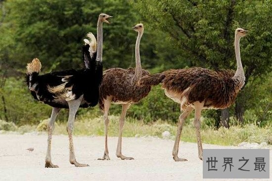 世界上最大的鸟，常见普通到你都想不到！