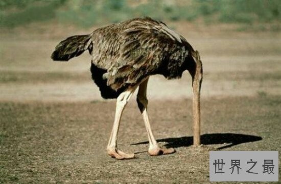 世界上最大的鸟，常见普通到你都想不到！