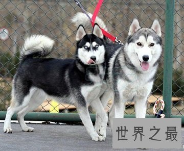 大型吃苦耐劳的呆萌忠诚犬，哈士奇价格是多少