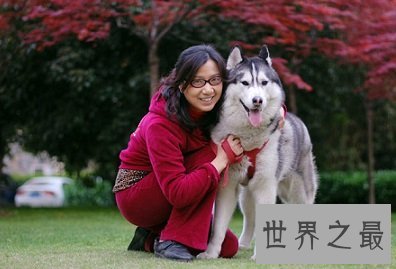 大型吃苦耐劳的呆萌忠诚犬，哈士奇价格是多少