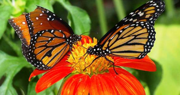 别让畏缩统制你的终身,12个患有畏缩症的实在展现