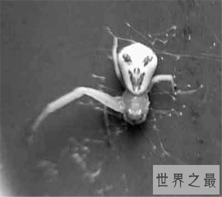 真的有种和人类笑脸一模一样的笑脸蜘蛛！好可爱啊