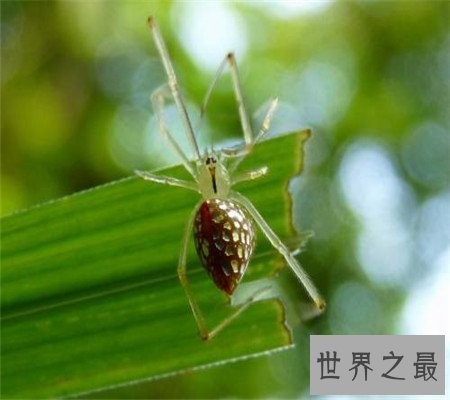 真的有种和人类笑脸一模一样的笑脸蜘蛛！好可爱啊