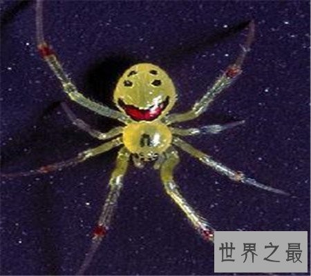 真的有种和人类笑脸一模一样的笑脸蜘蛛！好可爱啊