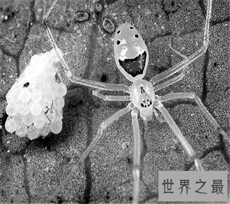 真的有种和人类笑脸一模一样的笑脸蜘蛛！好可爱啊