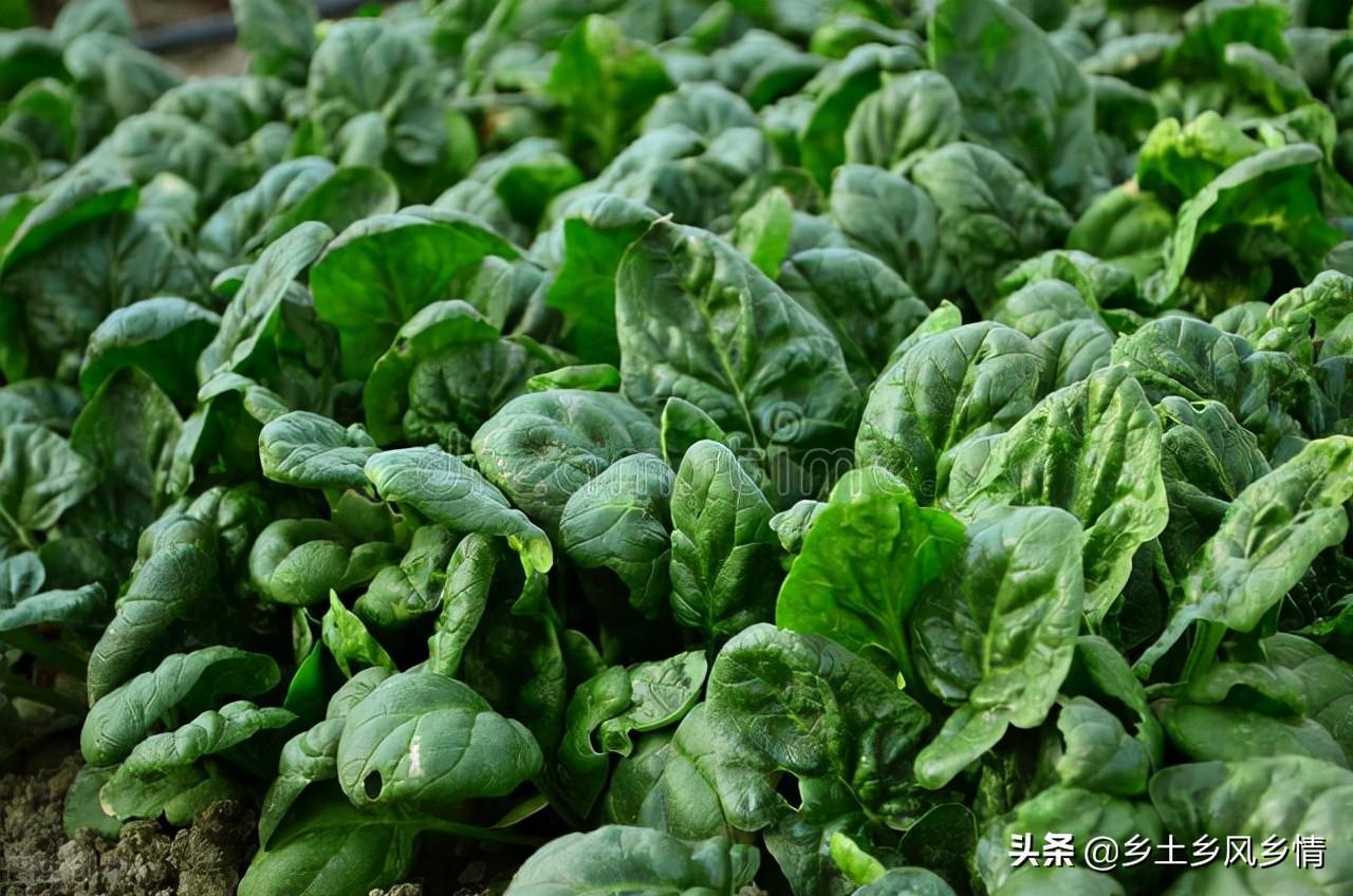 耐阴的蔬菜 阳台种菜（什么蔬菜喜阴不喜阳）(图1)