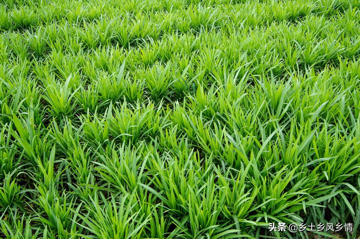 耐阴的蔬菜 阳台种菜（什么蔬菜喜阴不喜阳）(图2)