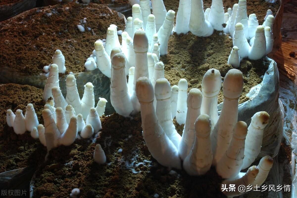 耐阴的蔬菜 阳台种菜（什么蔬菜喜阴不喜阳）(图3)