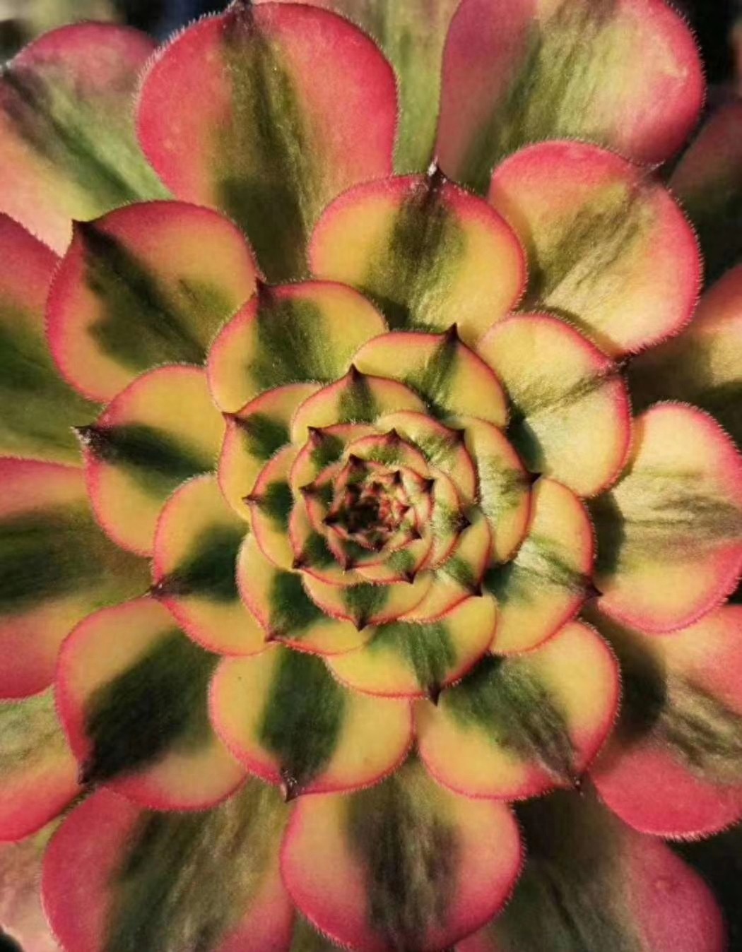 多肉植物法师系列的新品种，颜值逆天身价高！不认识你就out了