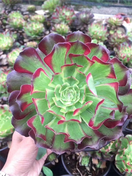 多肉植物法师系列的新品种，颜值逆天身价高！不认识你就out了