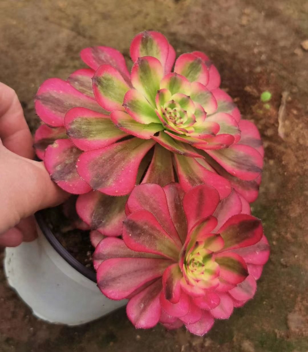多肉植物法师系列的新品种，颜值逆天身价高！不认识你就out了